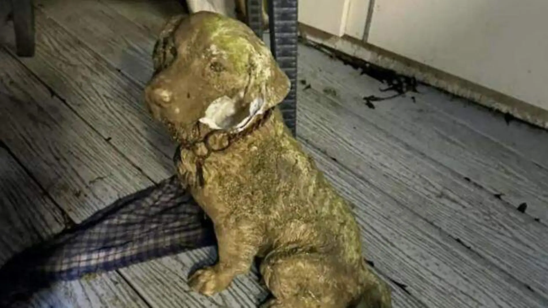 perro rescatado inglaterra